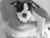 Amerikansk staffordshire terrier DKK For Your Eyes Only 