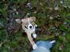 Amerikansk staffordshire terrier Buffy