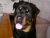 Rottweiler Heitah`s Rolex