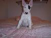 Bullterrier Ozzy - Alaysius - RIP