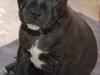 Staffordshire bull terrier Boss