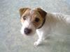 Parson russell terrier Fie [ Himmelhund]