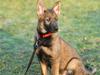 Schæferhund Scharif's Amy R.I.P [ Himmelhund]