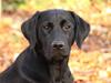 Labrador retriever Buddy