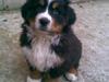 Berner sennenhund prop