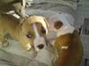 Amerikansk staffordshire terrier Laica