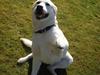 Labrador retriever Max