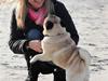 Mops Basse