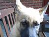 Schæferhund Aslan