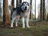 Alaskan malamute alaskans-miqila mr tumnus