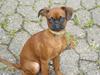 Griffon petit brabancon Nichole