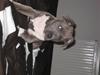 Amerikansk staffordshire terrier Shiva