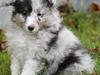 Shetland sheepdog Blue for the right reason