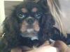 Cavalier king charles spaniel Molly
