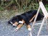 Berner sennenhund Atilla