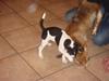 Jack russell terrier Lykkebo's Troy