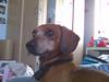 Gravhund Anton(R.I.P lille skat<3)