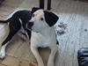 Amerikansk staffordshire terrier Baily " The one and only "