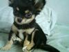 Chihuahua Rico
