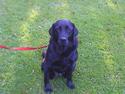 Labrador retriever Laika