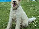 Ruhåret foxterrier Terry