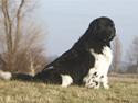 Newfoundlænder Baloo