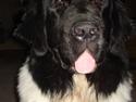 Newfoundlænder Lucky (Luke)