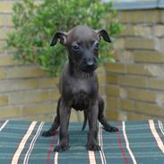 Italiensk mynde Ferrari