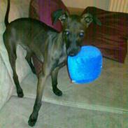 Italiensk mynde Ferrari