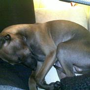 Italiensk mynde Ferrari