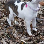 Amerikansk staffordshire terrier DKK For Your Eyes Only