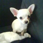 Chihuahua Zoey
