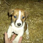 Dansk svensk gaardhund Bobbi