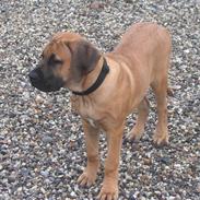 Boerboel Rathmanns Mads