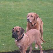 Boerboel Rathmanns Mads