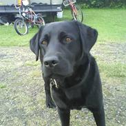 Labrador retriever joy 