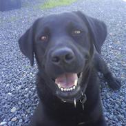Labrador retriever joy 