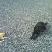 Labrador retriever joy 