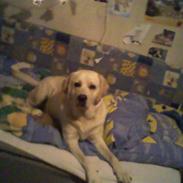 Labrador retriever Jubilant Justice for Peace