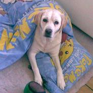 Labrador retriever Jubilant Justice for Peace