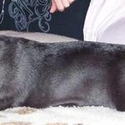 Bullterrier miniature Ekhestratos