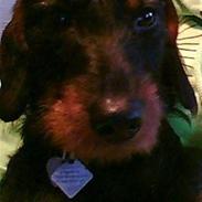 Gravhund Plet