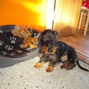 Gravhund Plet