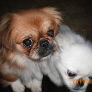 Pekingeser Bonnie - Himmelhund