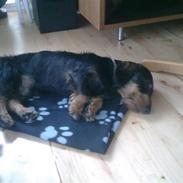 Gravhund Plet