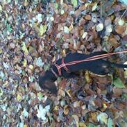 Gravhund Plet