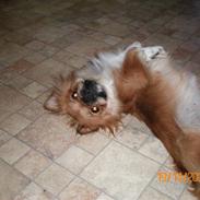 Pekingeser Bonnie - Himmelhund
