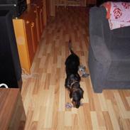 Gravhund Plet
