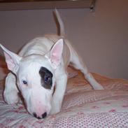 Bullterrier Ozzy - Alaysius - RIP