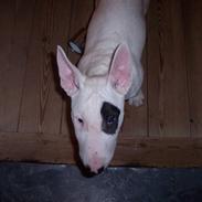 Bullterrier Ozzy - Alaysius - RIP